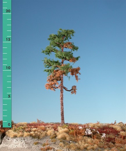 Silhouette 270-06 - Waldkiefer/ Forest Pine