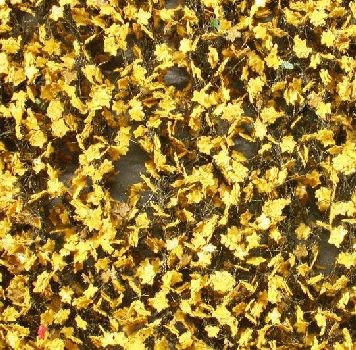 Silhouette 930-24 - Ahornlaub gelb / Maple foliage