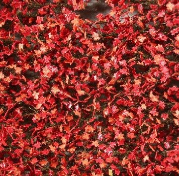 Silhouette 930-25 - Ahornlaub rot / Maple foliage