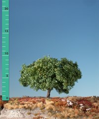 Silhouette 226-02 - Apfelbaum/ Appletree