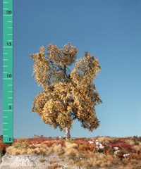 Silhouette 310-24 - Moorbirke/ Moor birch
