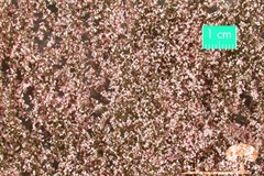 Silhouette 927-25S - Kirschblüten