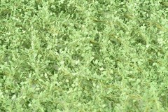Silhouette 942-22SX - Lindenlaub / Lime foliage (N